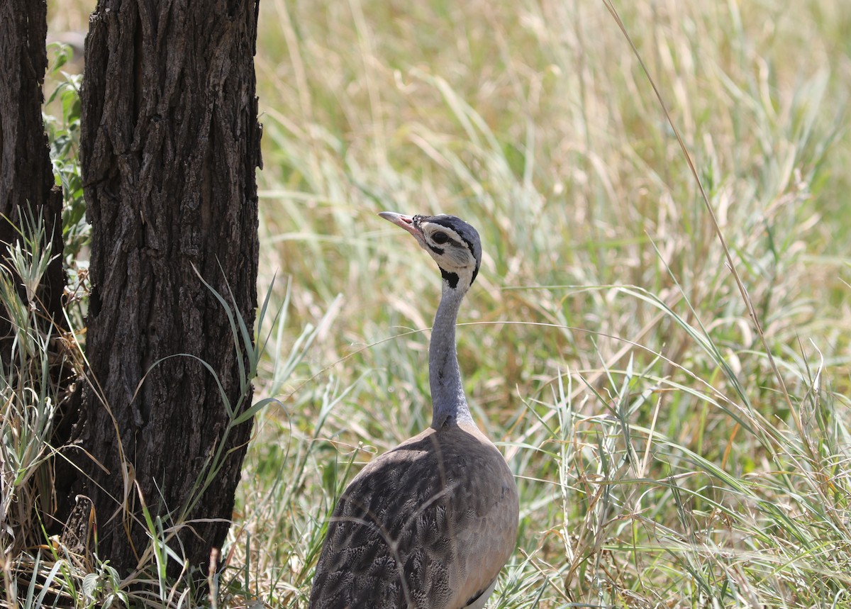 White-bellied Bustard - ML617929002