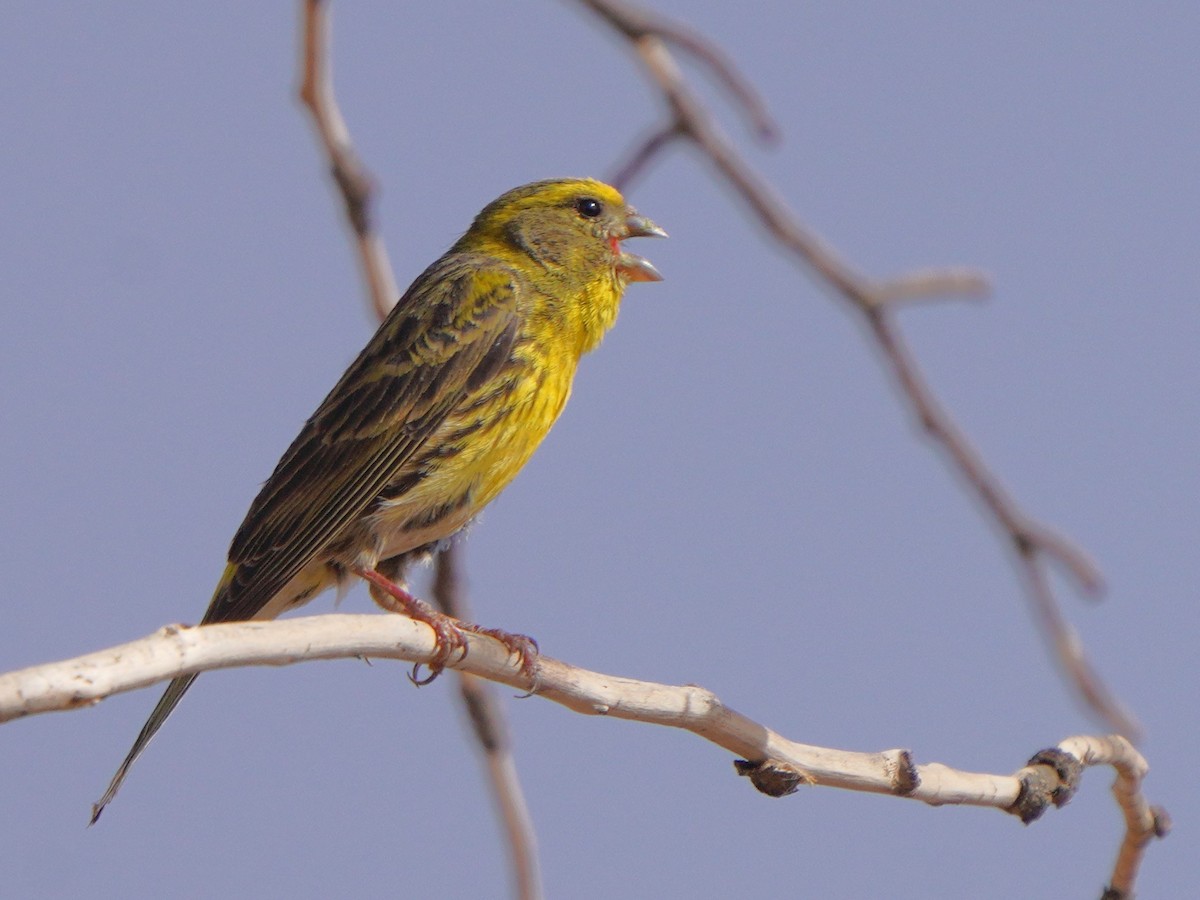 European Serin - ML617929003