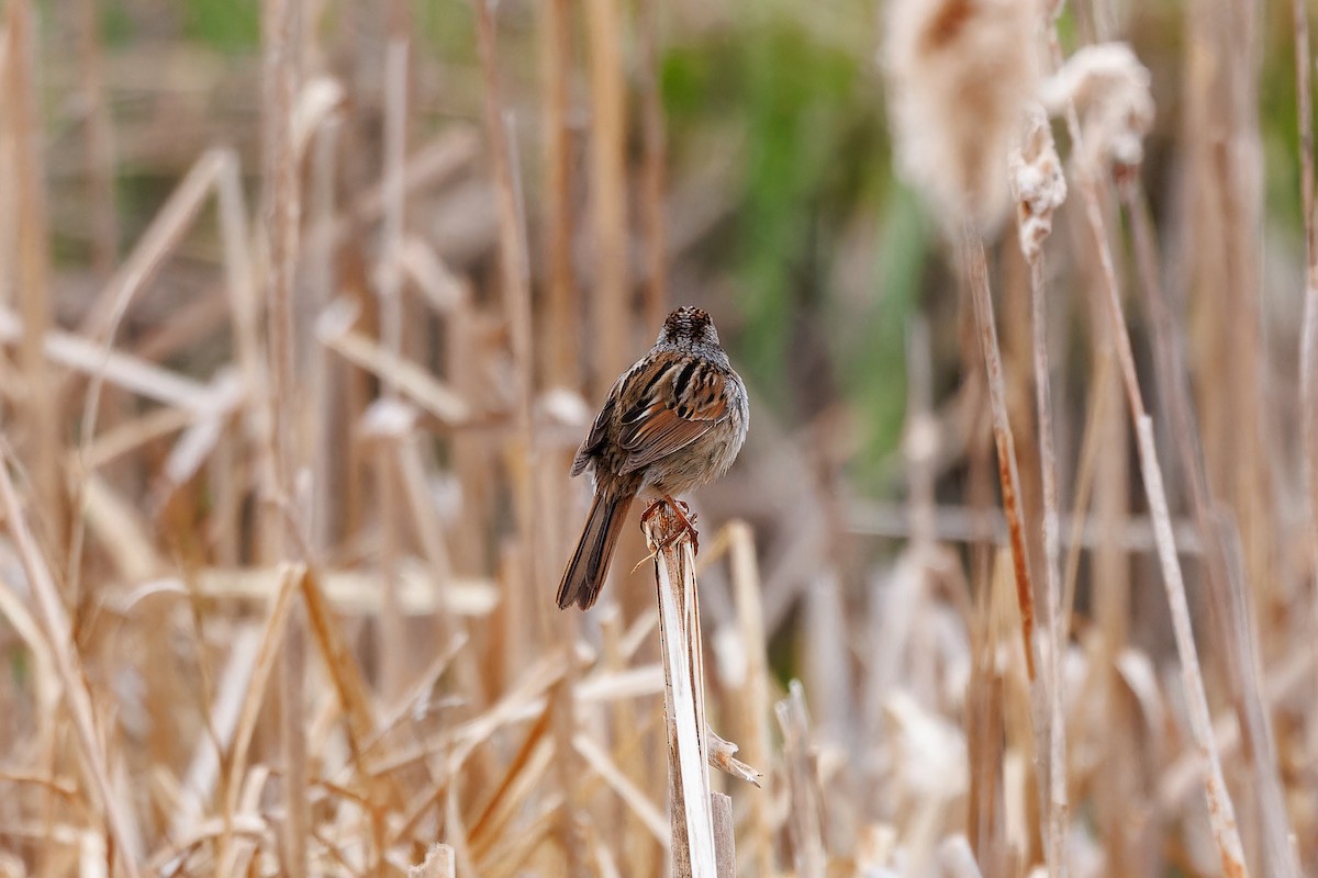 Swamp Sparrow - Matt Tarr