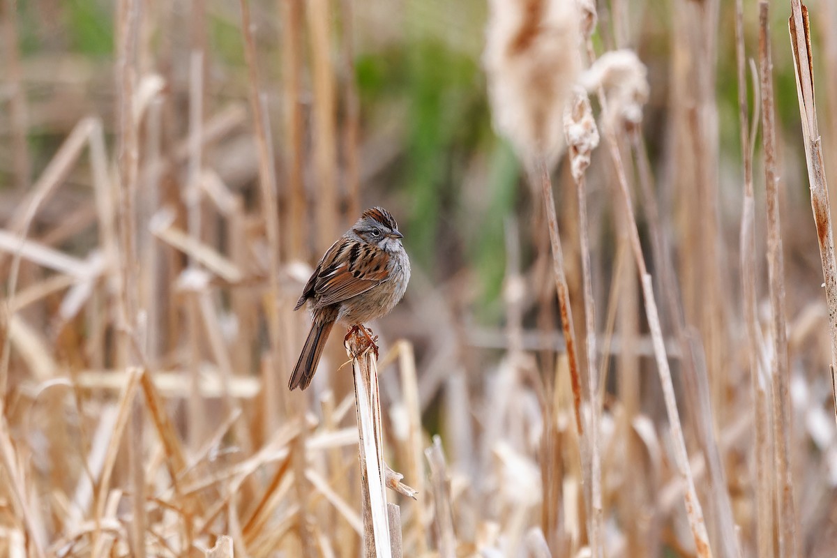 Swamp Sparrow - Matt Tarr