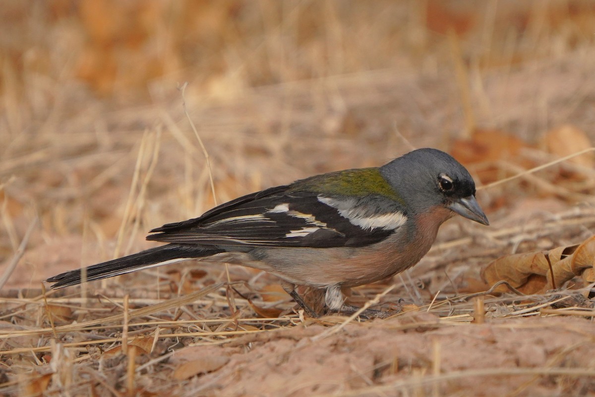 African Chaffinch - ML617929018