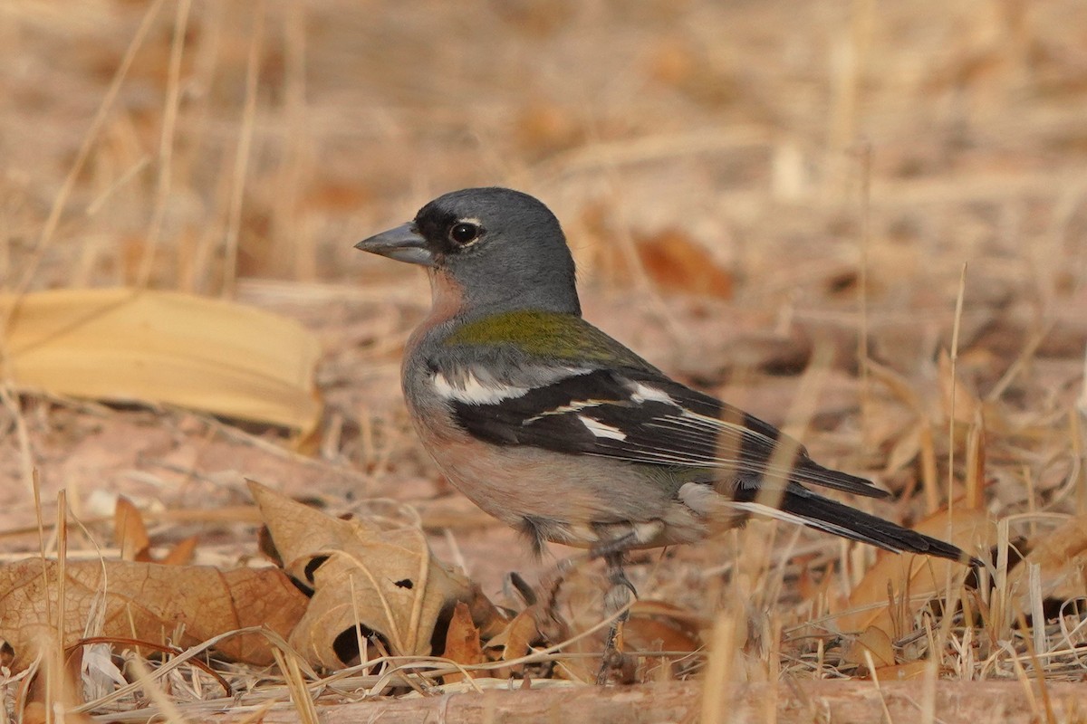 African Chaffinch - ML617929020