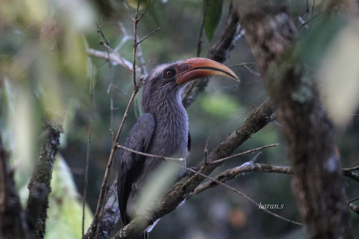 Malabar Gray Hornbill - ML617929025