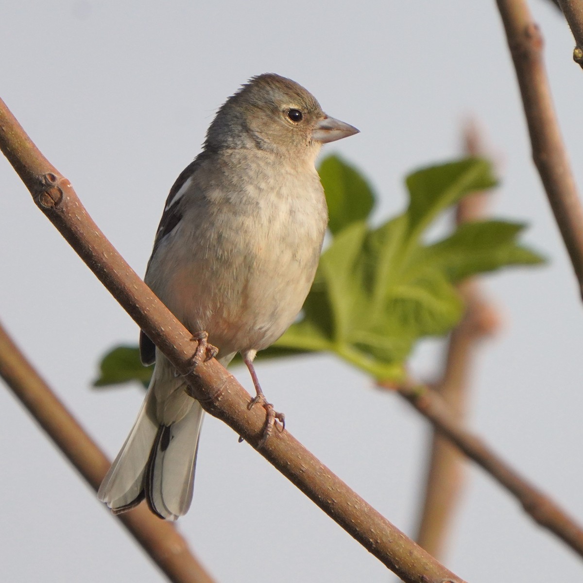 African Chaffinch - ML617929040