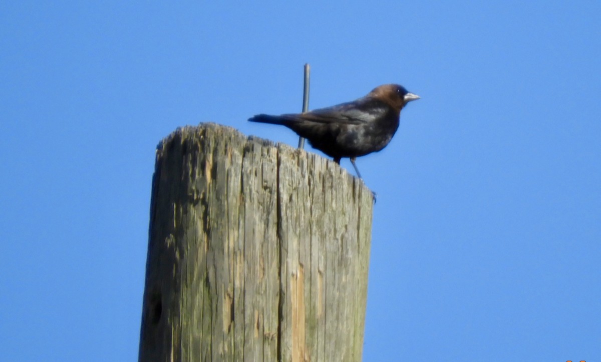 Brown-headed Cowbird - ML617929041