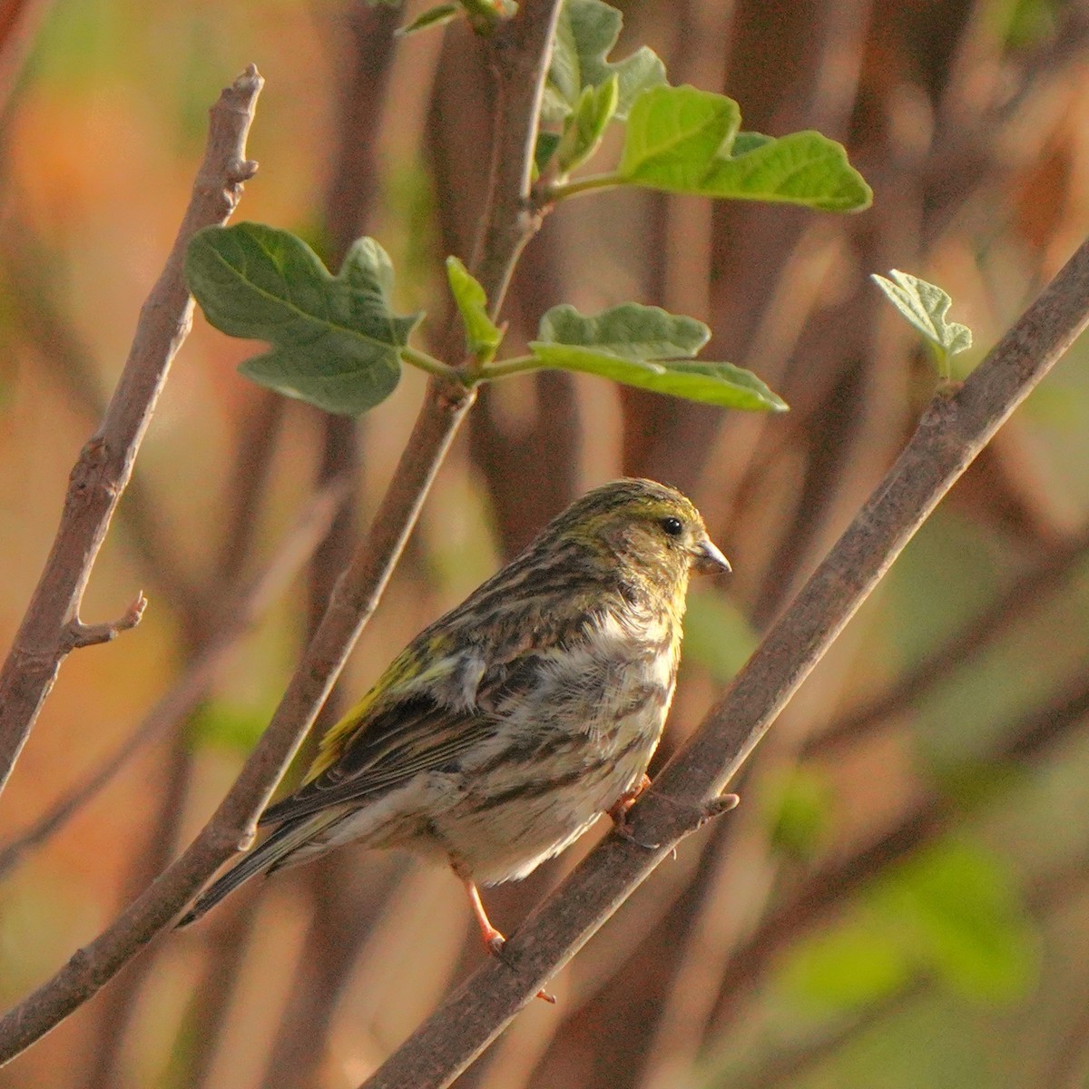 European Serin - ML617929047