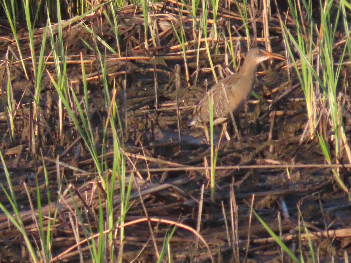 Clapper Rail - ML617929050