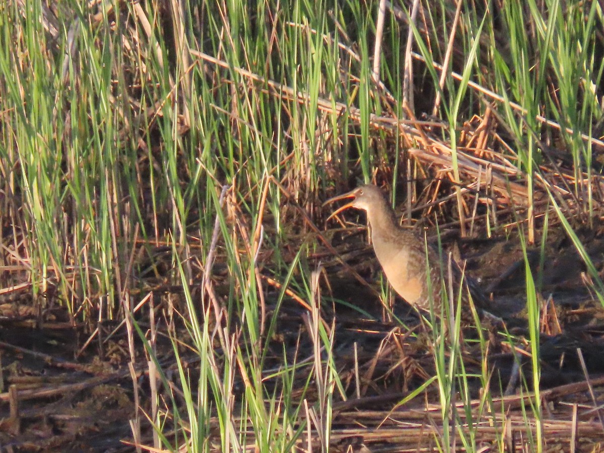 Clapper Rail - ML617929052