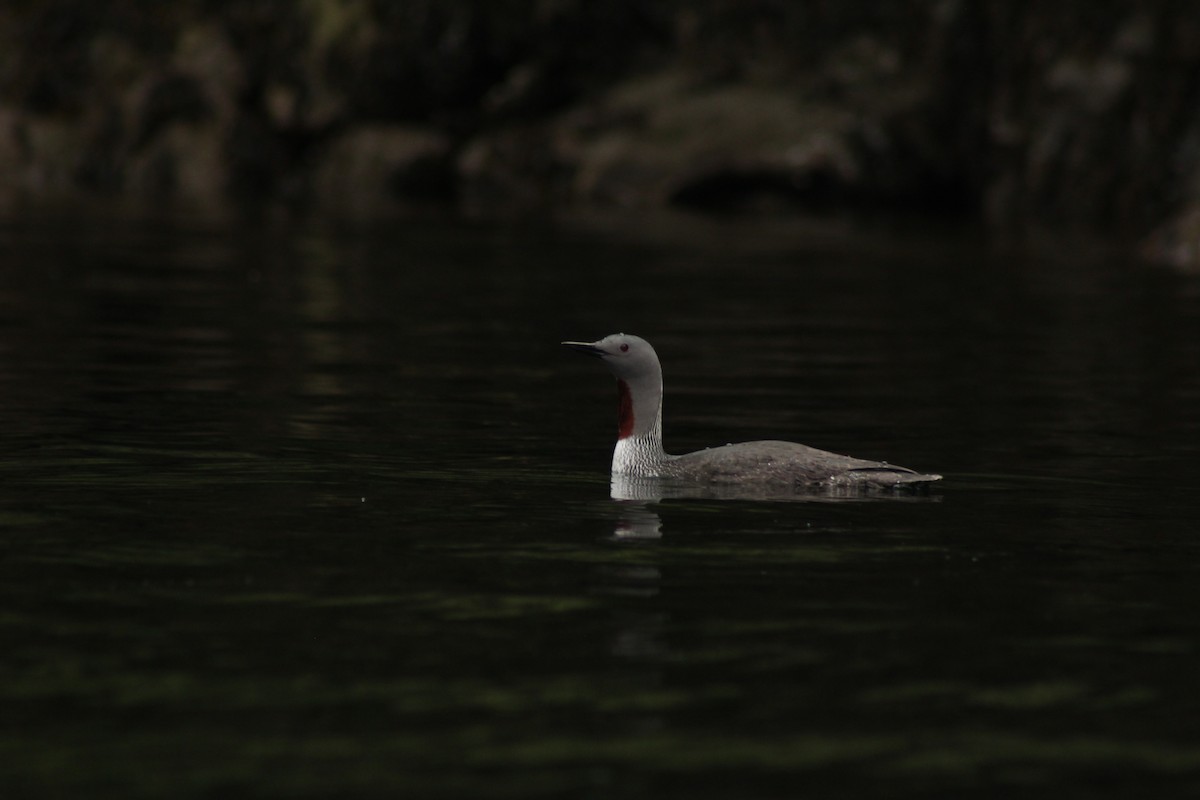 Red-throated Loon - ML617929061