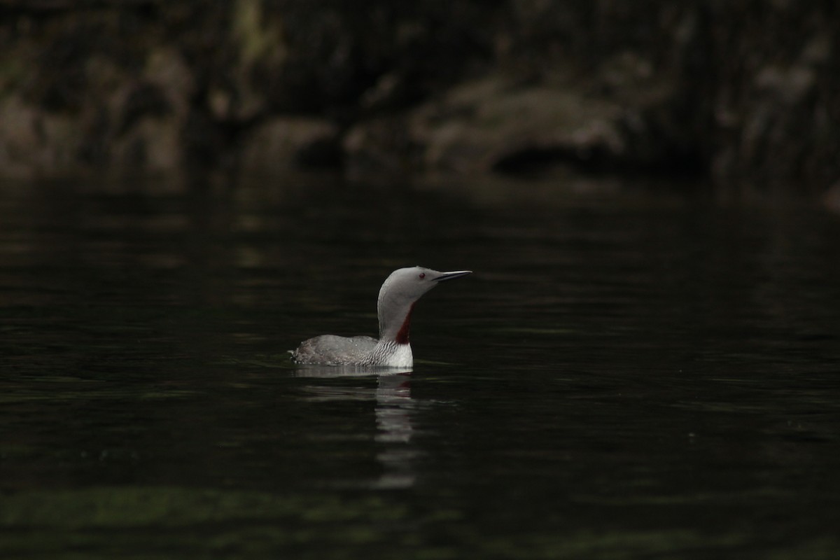 Red-throated Loon - ML617929062