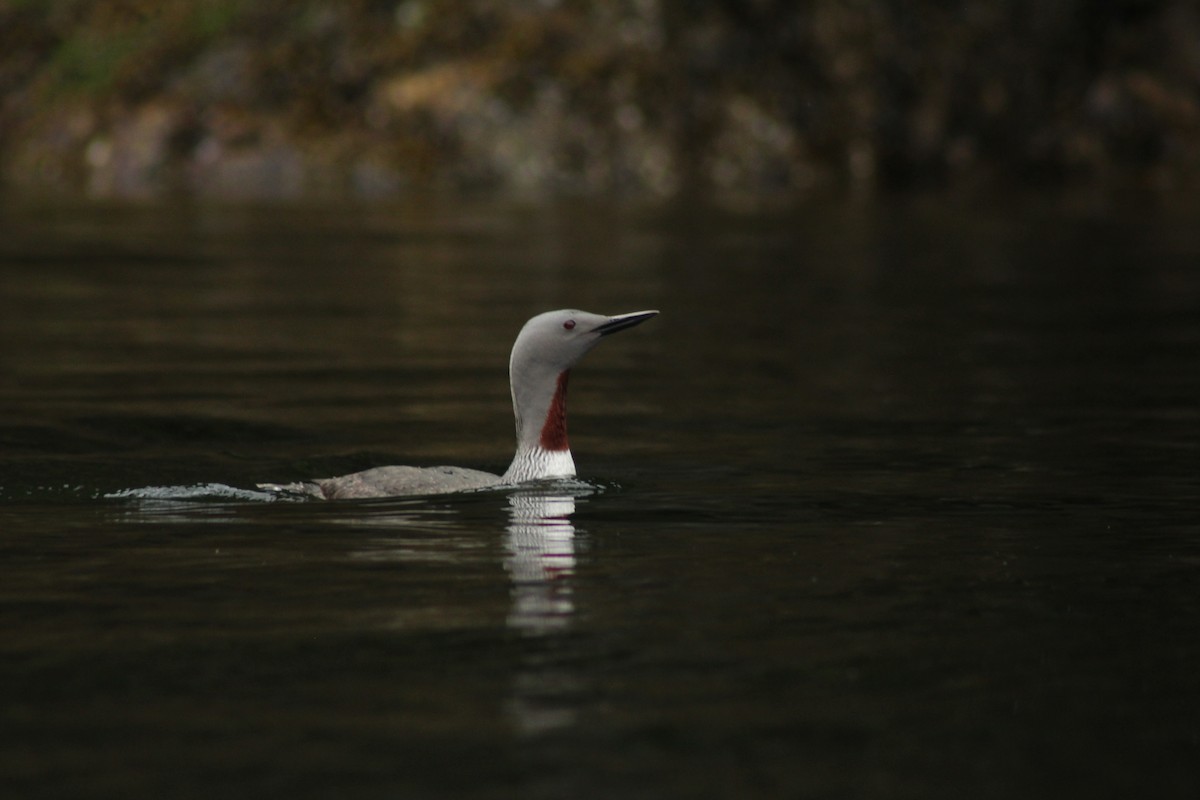 Red-throated Loon - ML617929067