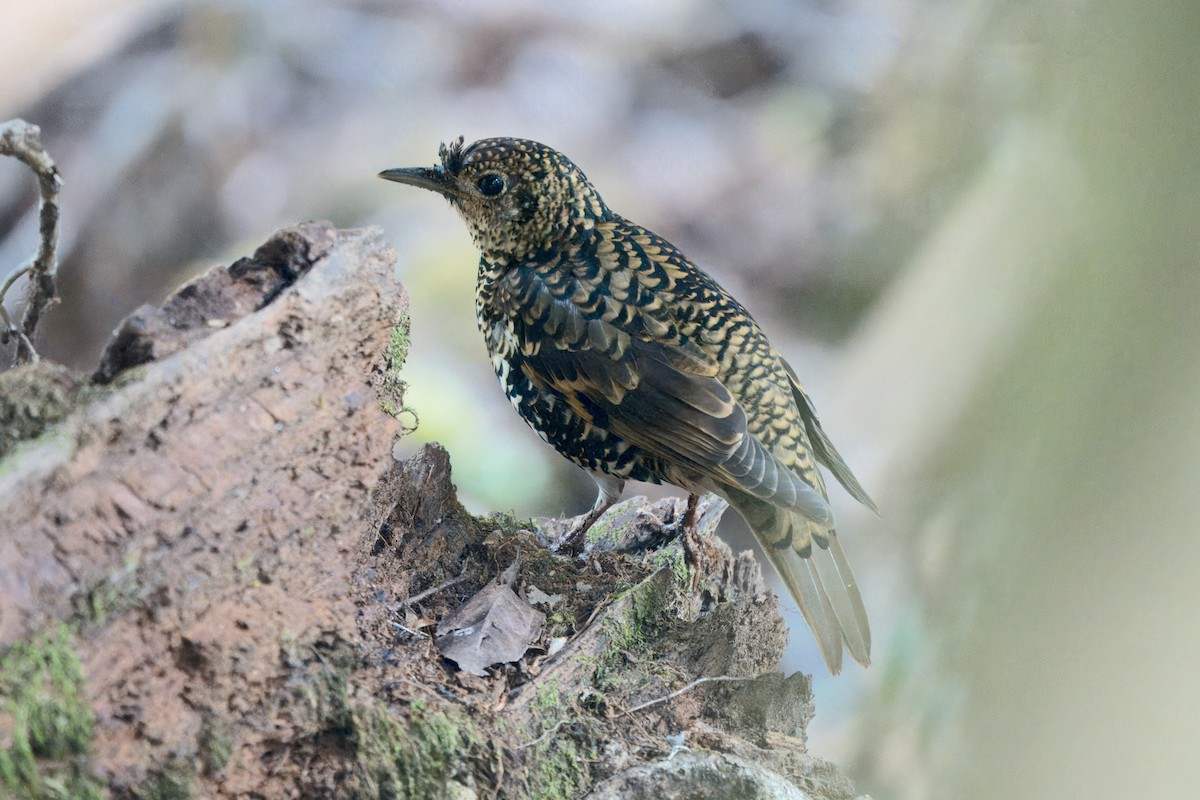 Scaly Thrush - ML617929083