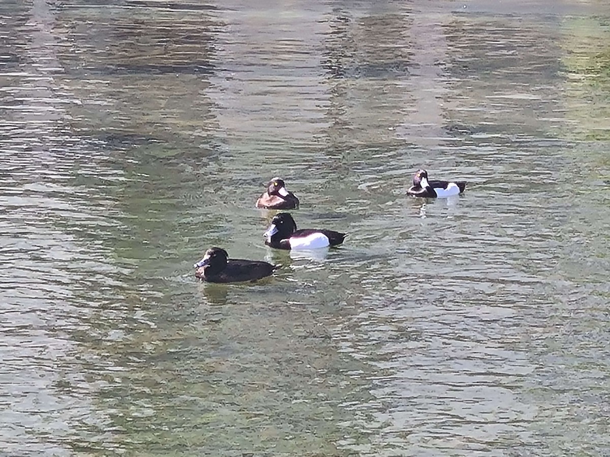 Tufted Duck - ML617929095