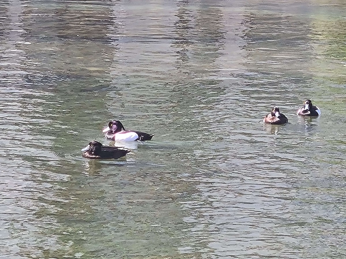 Tufted Duck - ML617929096