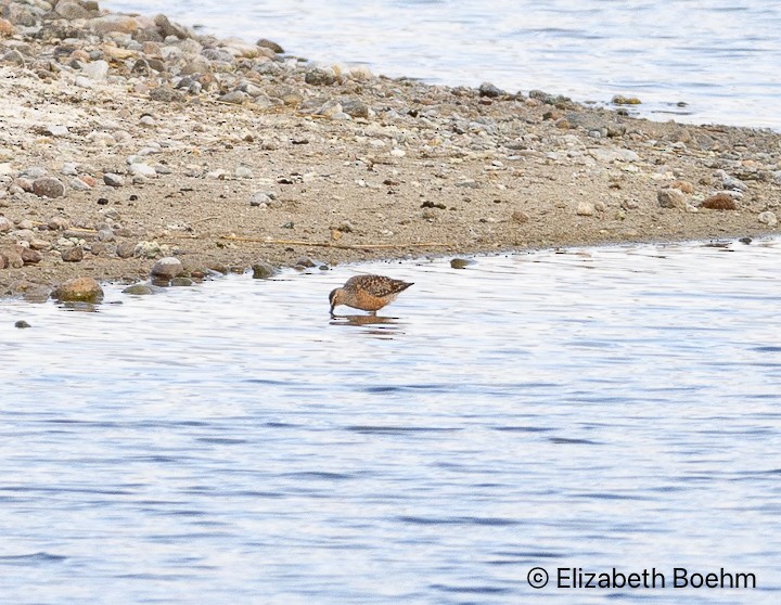 Long-billed Dowitcher - ML617929107