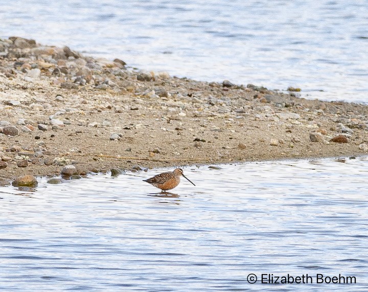 Long-billed Dowitcher - ML617929109