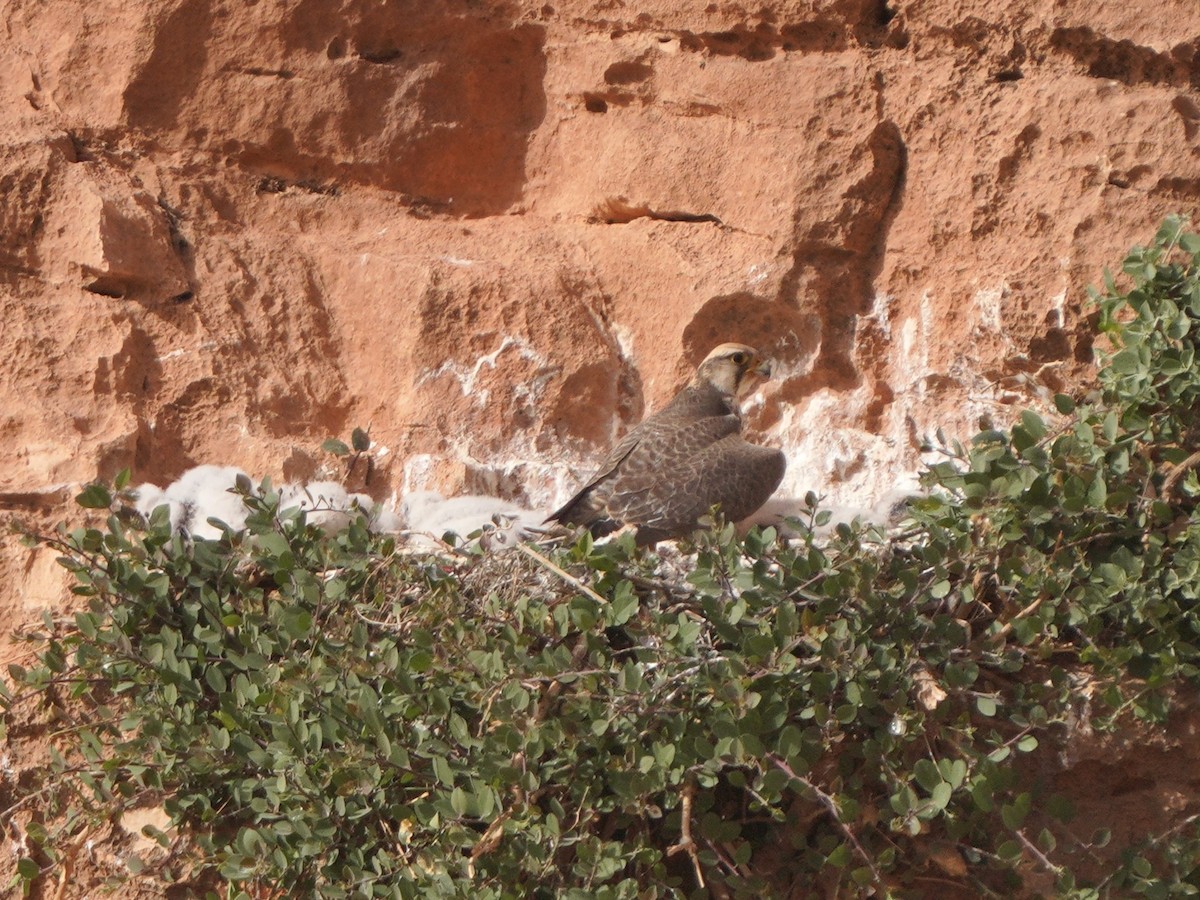 Lanner Falcon - Jörg Albert