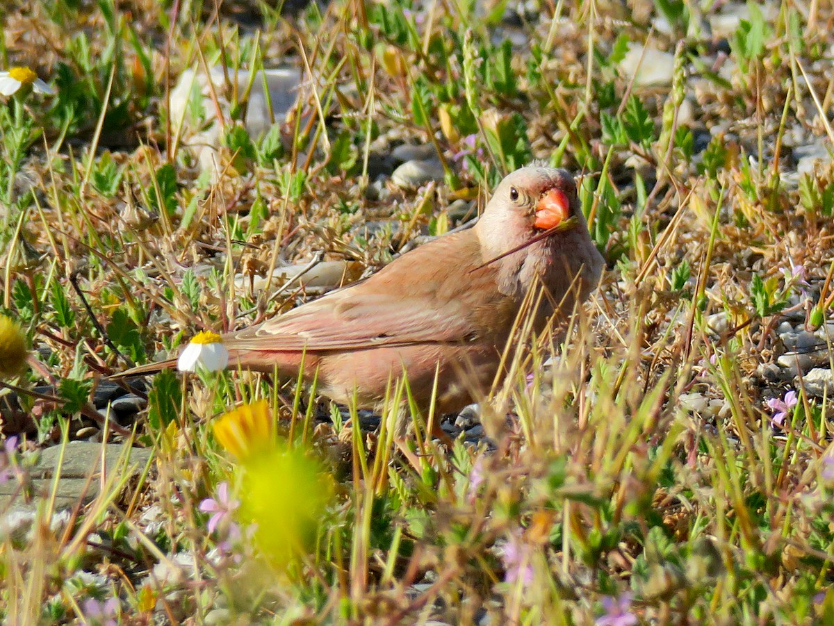 Trumpeter Finch - ML617929120