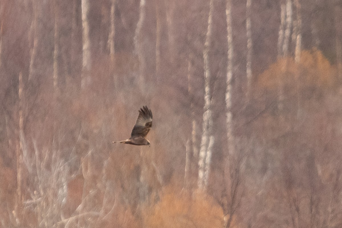 Western Marsh Harrier - ML617929124