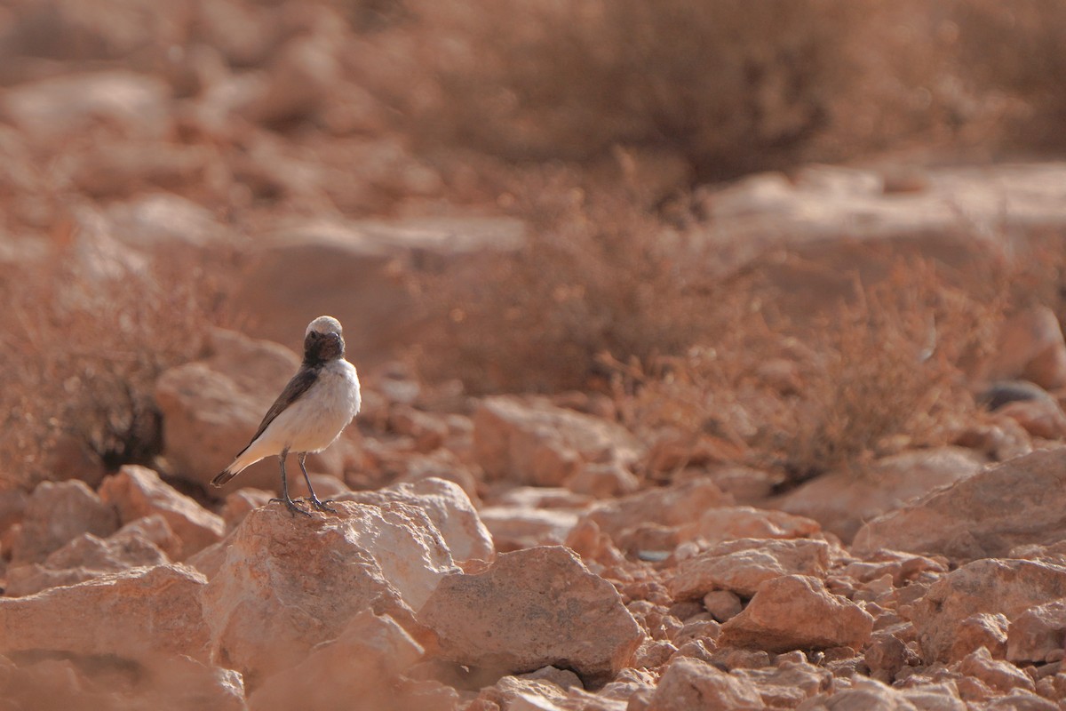 Mourning Wheatear (Maghreb) - ML617929138