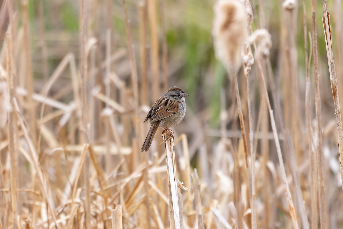 Swamp Sparrow - ML617929151