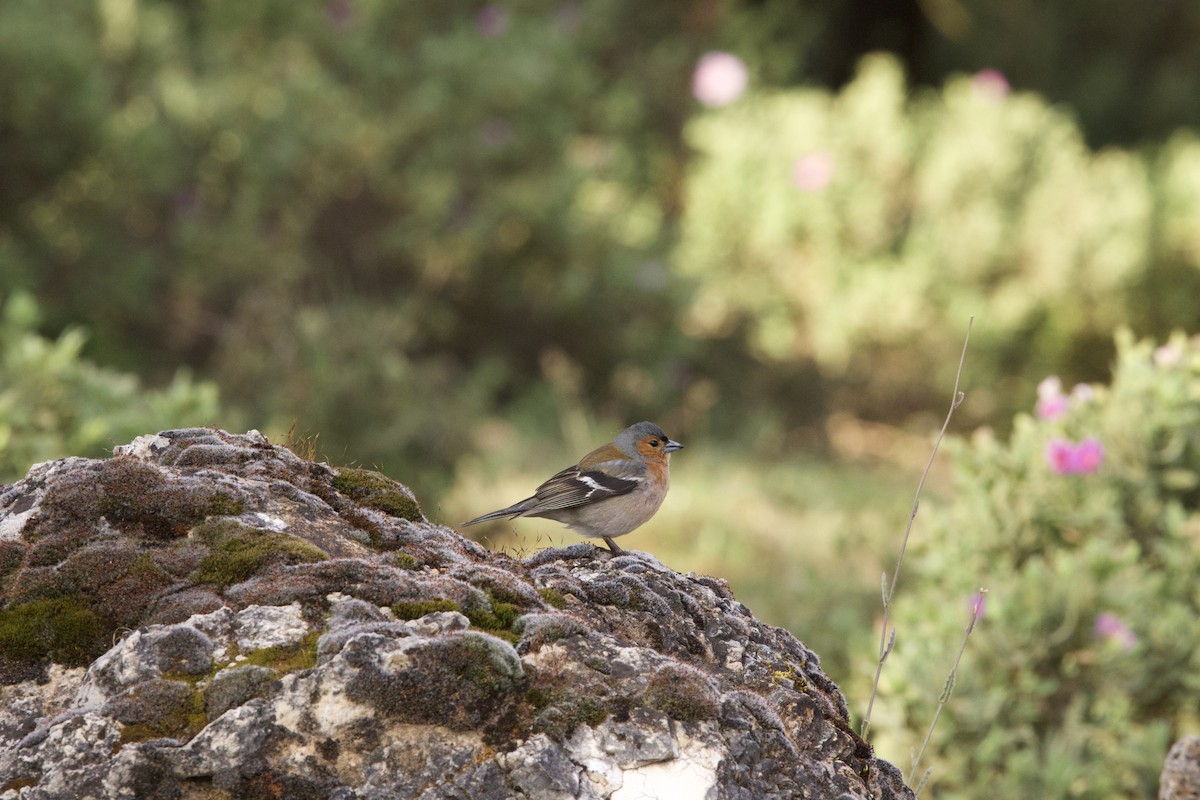 Common Chaffinch - John Bruin