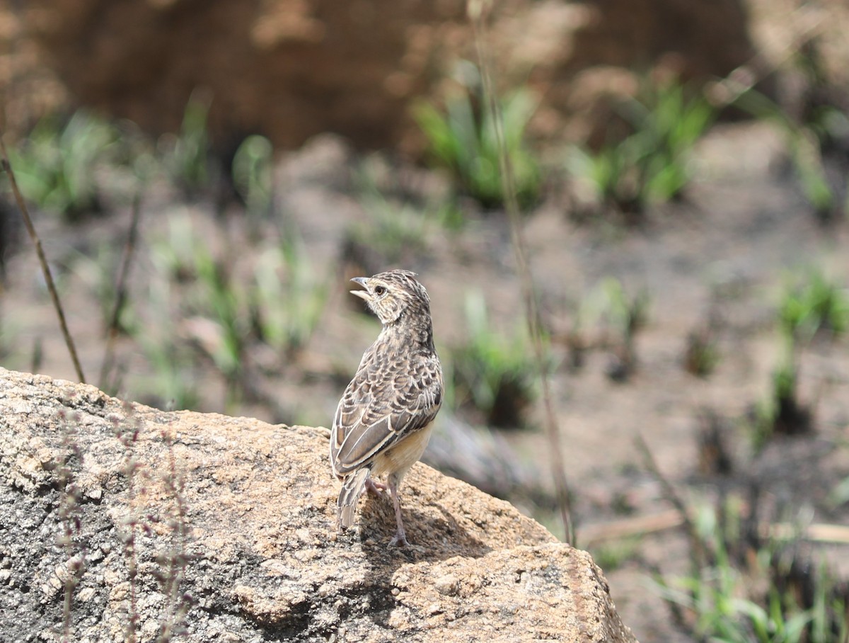 Flappet Lark - ML617929187