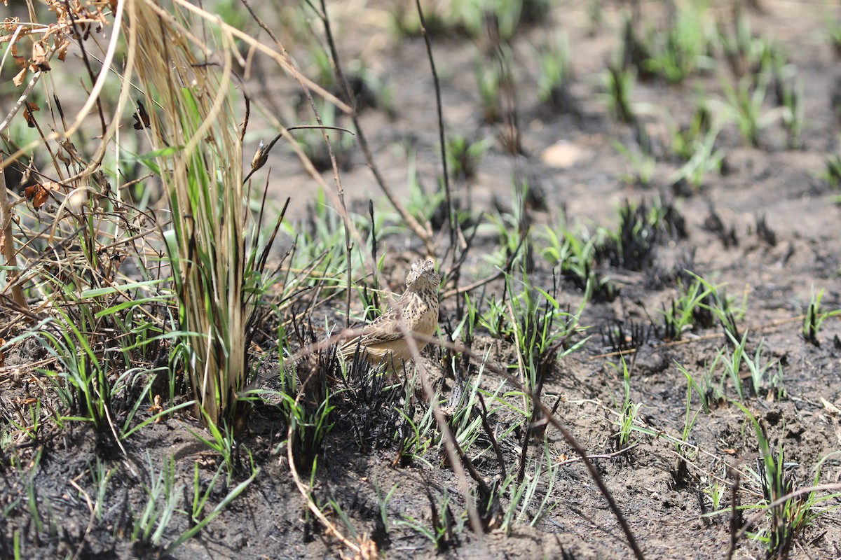 Flappet Lark - ML617929190