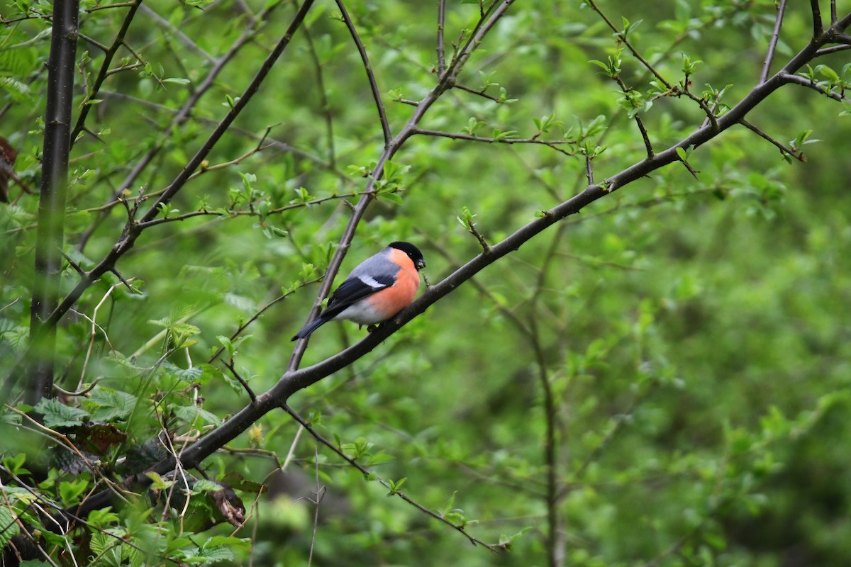 Eurasian Bullfinch (Eurasian) - ML617929211