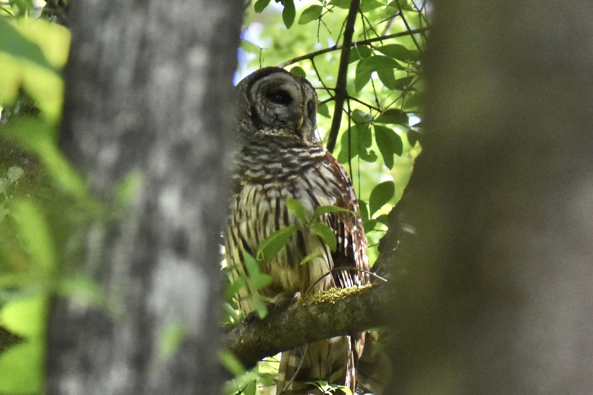 Barred Owl - ML617929231