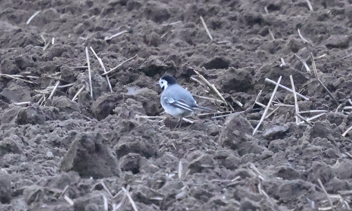 White Wagtail (White-faced) - Ashley Banwell