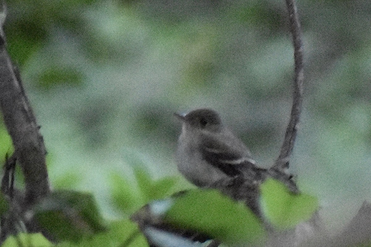 Acadian Flycatcher - Christian Feldt