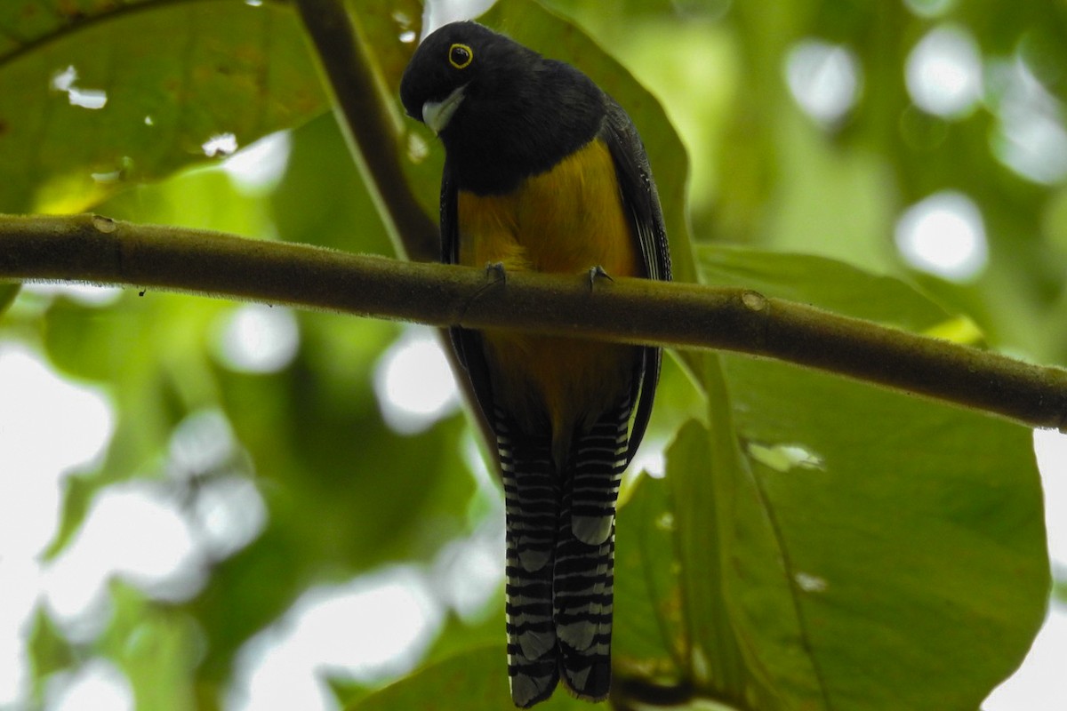 Black-headed Trogon - Rony Zuniga