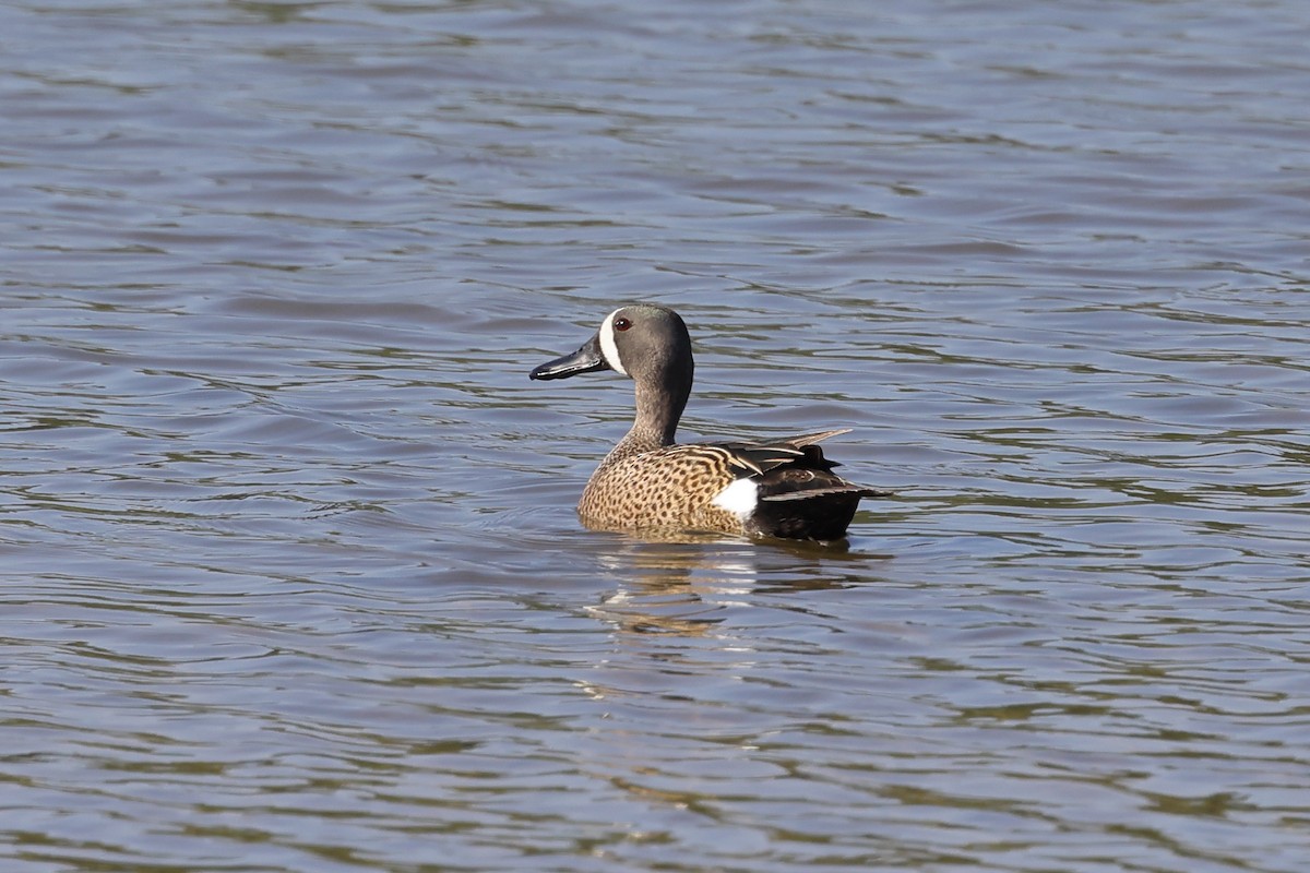 Blue-winged Teal - Rick Remy