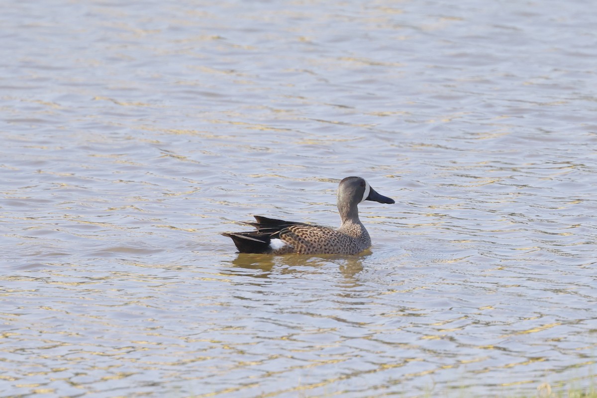 Blue-winged Teal - ML617929259
