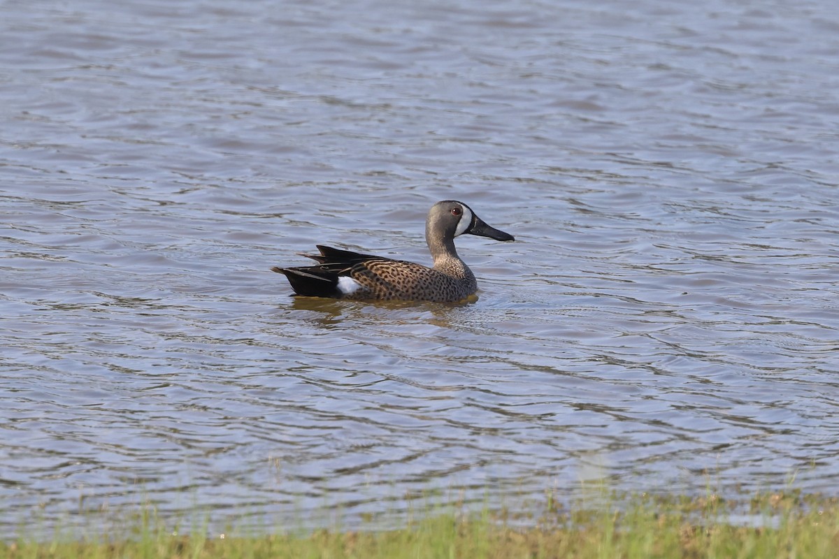 Blue-winged Teal - ML617929260