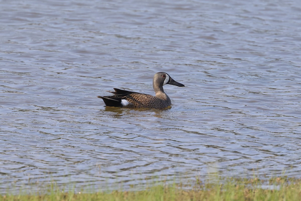 blåvingeand - ML617929260