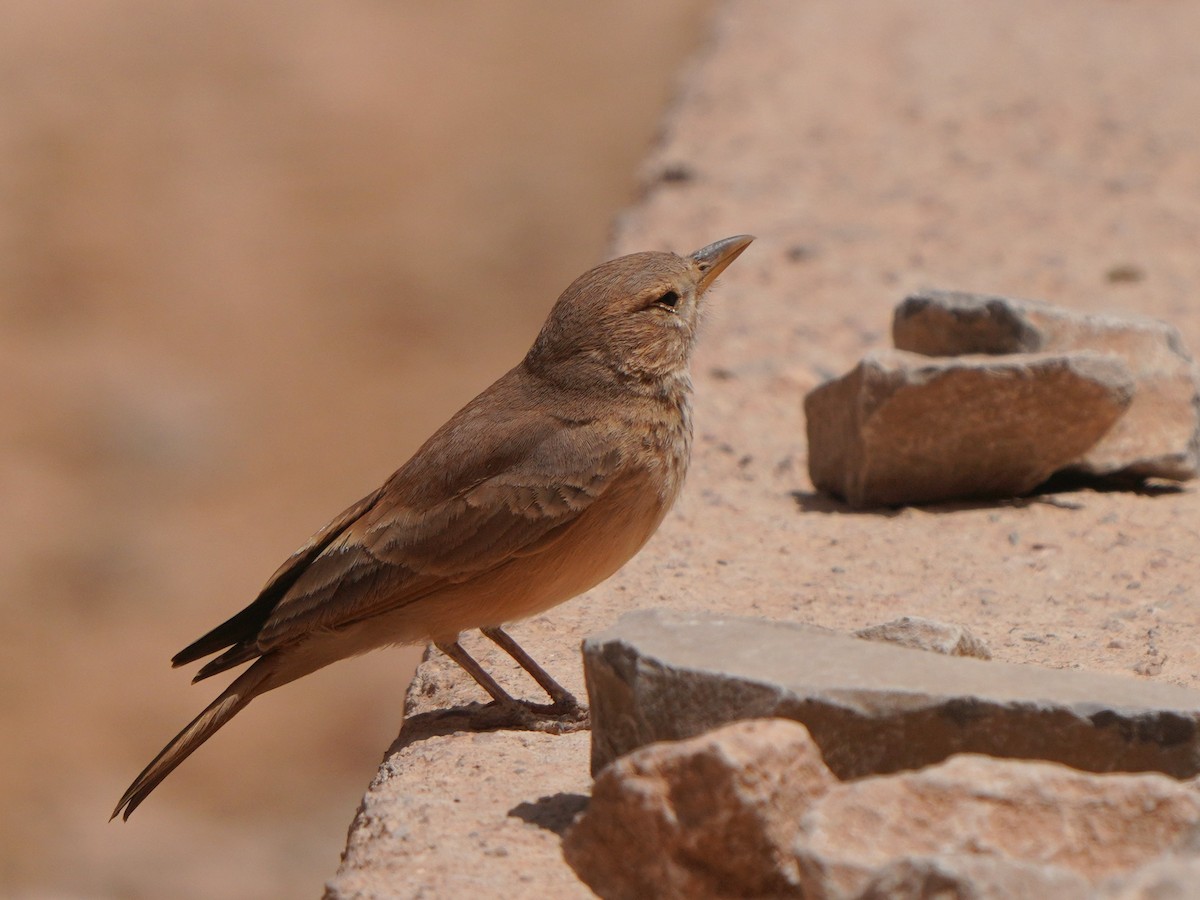 Desert Lark - Jörg Albert