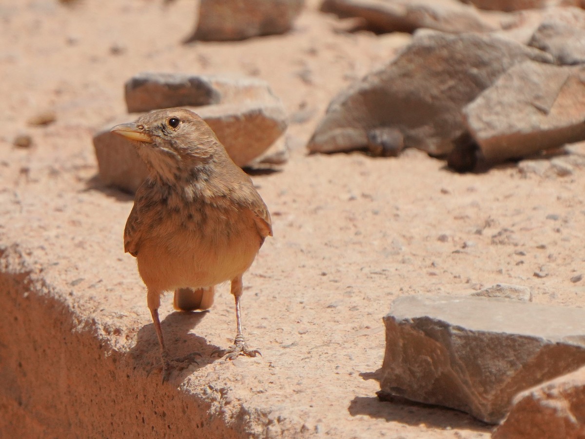 Desert Lark - Jörg Albert