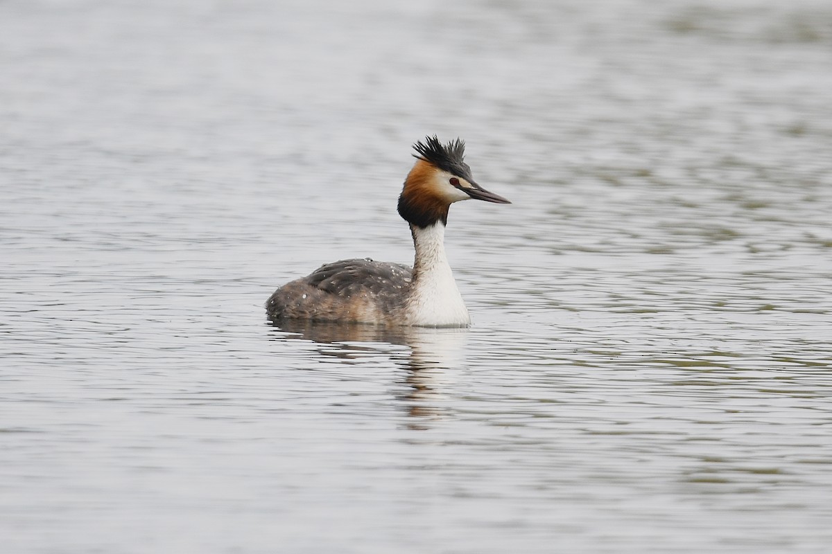 Great Crested Grebe - James Taylor