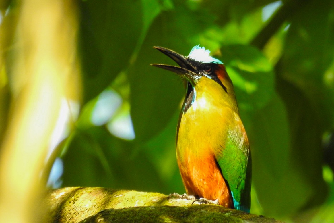 Turquoise-browed Motmot - ML617929285