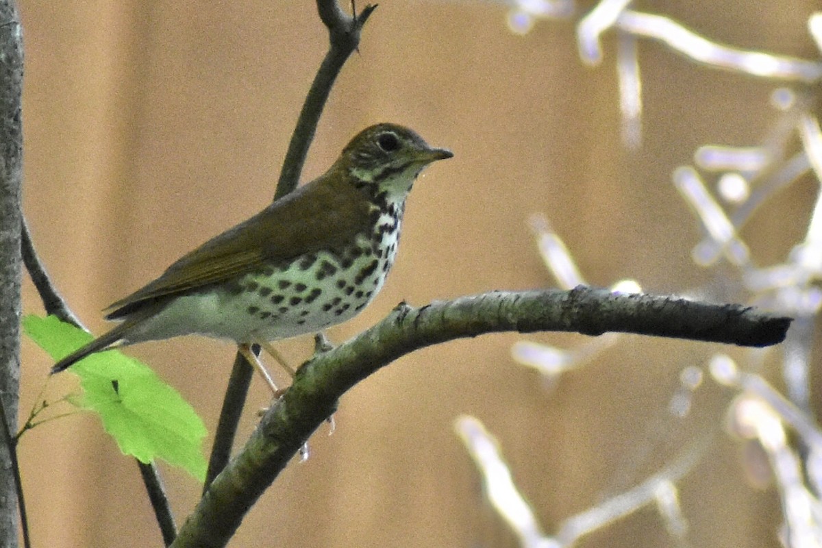 Wood Thrush - ML617929291