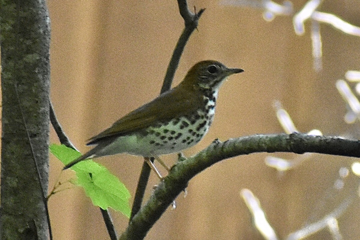 Wood Thrush - ML617929293