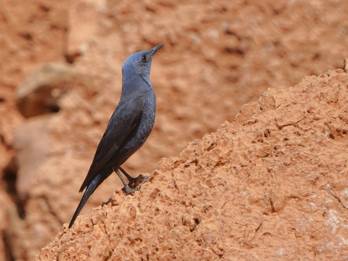 Blue Rock-Thrush - Jörg Albert