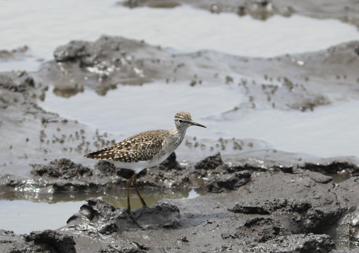 Wood Sandpiper - ML617929323