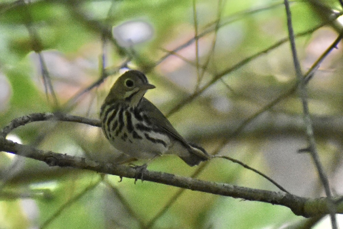 Ovenbird - ML617929353