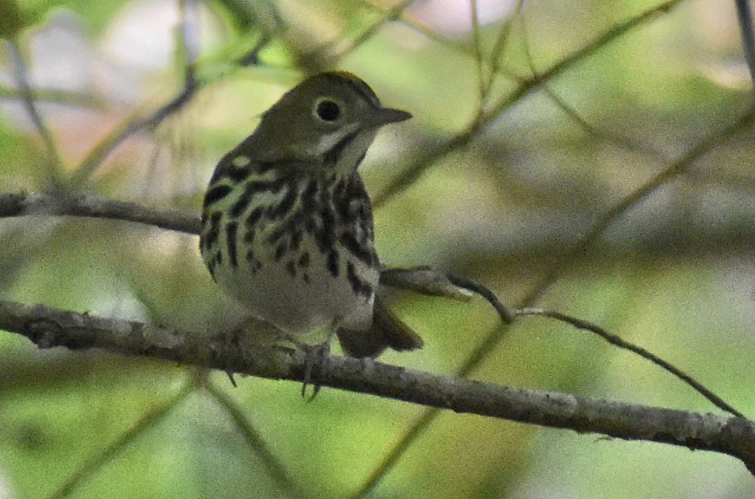 Ovenbird - ML617929354