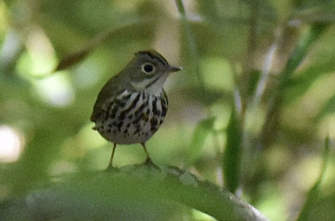 Ovenbird - ML617929355