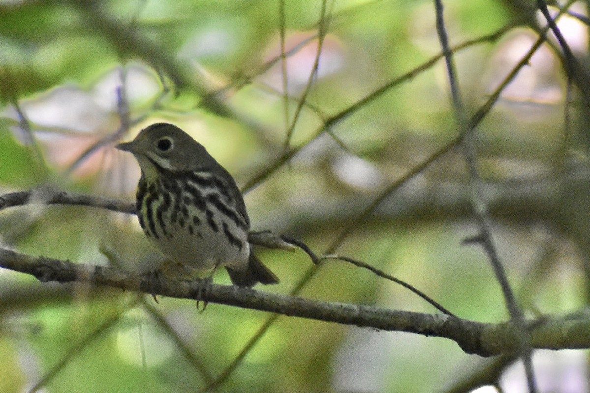 Ovenbird - ML617929356