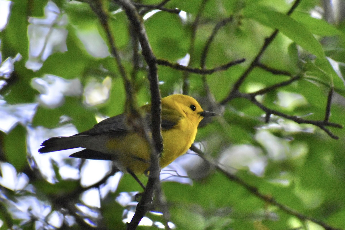 Prothonotary Warbler - ML617929404
